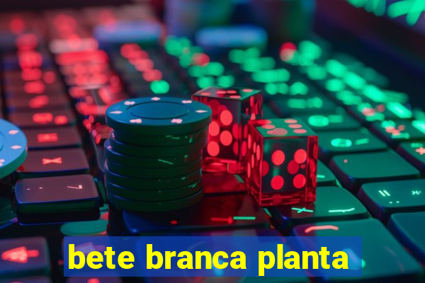 bete branca planta